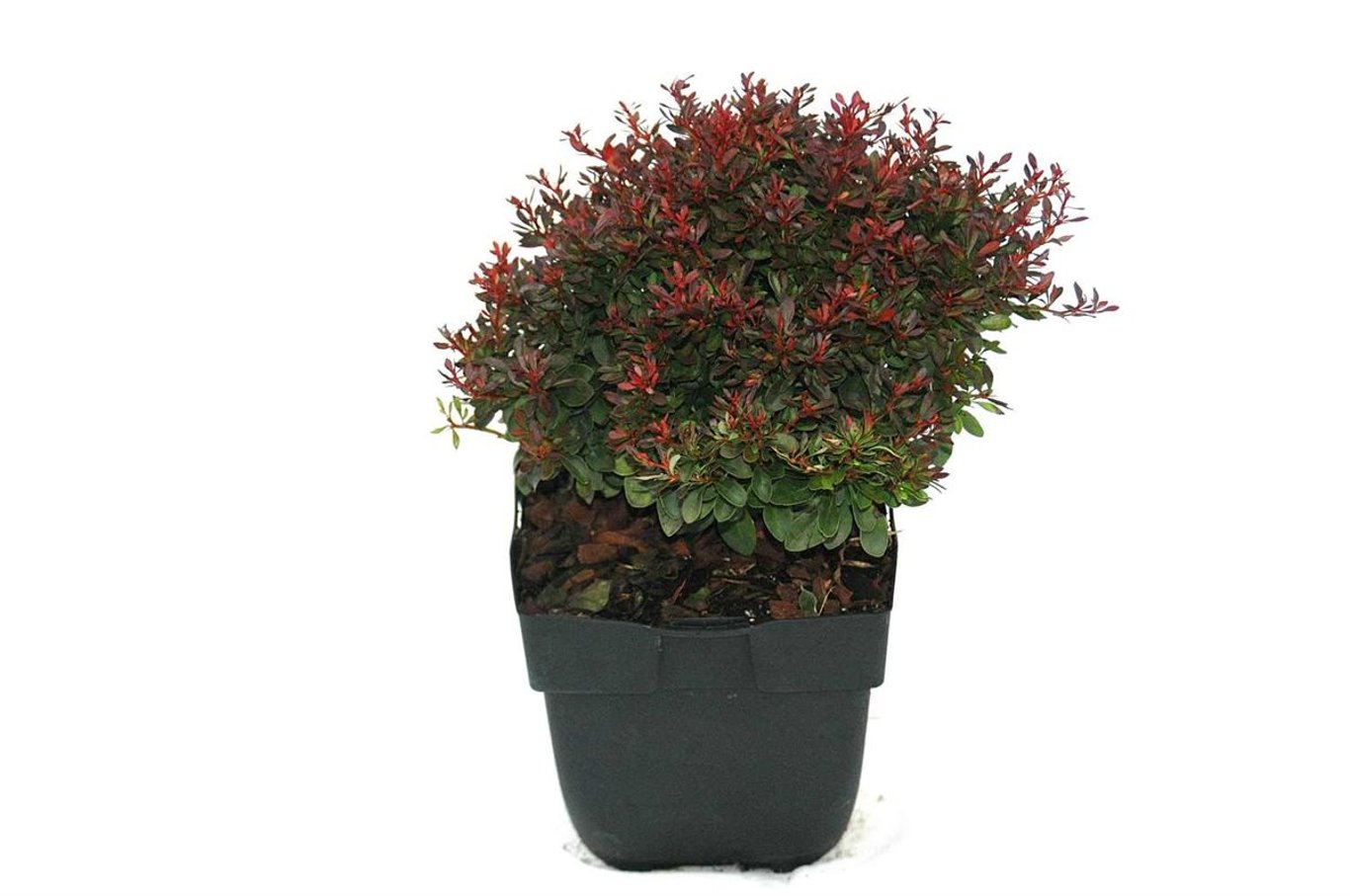 Berberis thunb. 'Bagatelle' - C2